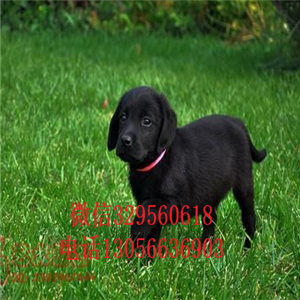 汕头哪里有卖拉布拉多精品拉布拉多赛级品质忠实温顺的拉布拉多幼犬纯种奶白色拉布拉多