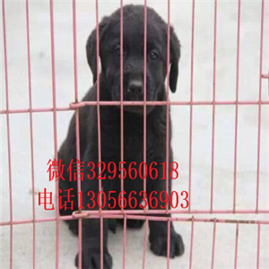 焦作哪里卖拉布拉多多少钱一只精品拉布拉多赛级品质赛级拉布拉多纯种奶白色拉布拉多