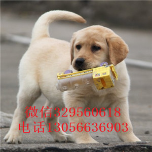 鸡西哪里有卖拉布拉多纯种双血统拉布拉多忠实温顺的拉布拉多幼犬拉布拉多犬养殖基地