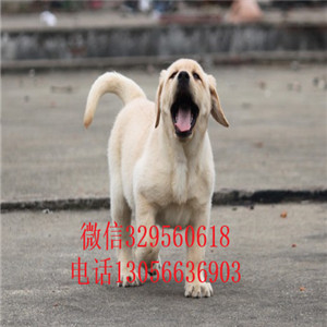 汕头哪里有卖拉布拉多精品拉布拉多赛级品质忠实温顺的拉布拉多幼犬纯种奶白色拉布拉多
