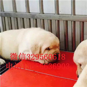 黔西南本地犬舍拉布拉多犬舍拉布拉多多少钱一只赛级拉布拉多赛级拉布拉多幼犬