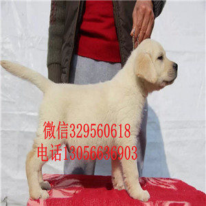 焦作哪里卖拉布拉多多少钱一只精品拉布拉多赛级品质赛级拉布拉多纯种奶白色拉布拉多
