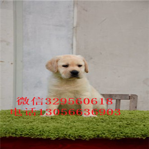 赤峰本地犬舍拉布拉多纯种双血统拉布拉多忠实