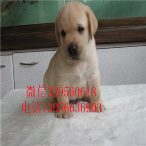 松原哪里卖拉布拉多多少钱一只犬舍拉布拉多多
