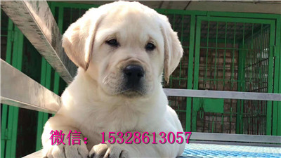 抚顺哪里有纯种拉布拉多卖奶白色拉布拉多幼犬