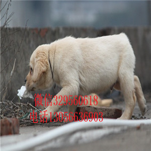 济南哪里卖拉布拉多多少钱一只精品拉布拉多赛