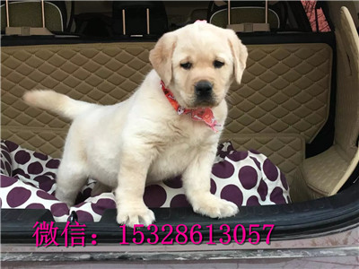 襄樊哪里有赛级拉布拉多出售纯种拉布拉多价格