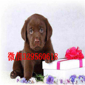 西安哪里能买到纯种拉布拉多犬白色拉布拉多多