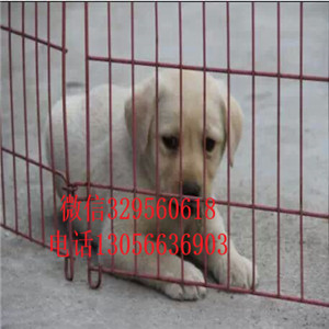 焦作哪里卖拉布拉多多少钱一只精品拉布拉多赛级品质赛级拉布拉多纯种奶白色拉布拉多