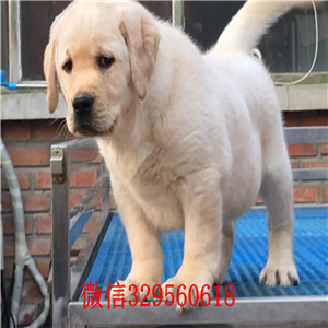 许昌出售双血统拉布拉多精品拉布拉多幼犬黑色拉布拉多多少钱一只出售纯种拉布拉多幼犬