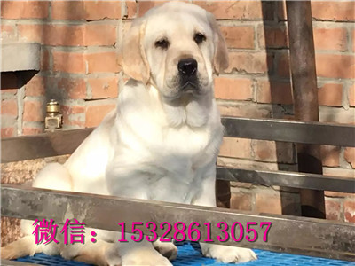 武威哪里有赛级拉布拉多出售咖啡色拉布拉多好看吗正宗拉布拉多幼犬拉布拉多健康保证