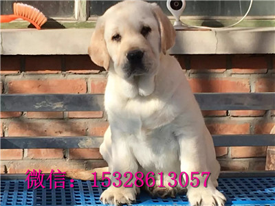 果洛州哪里有纯种拉布拉多卖纯种拉布拉多价格正宗拉布拉多幼犬拉布拉多导盲犬