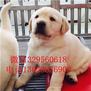 黔西南本地犬舍拉布拉多犬舍拉布拉多多少钱一只赛级拉布拉多赛级拉布拉多幼犬