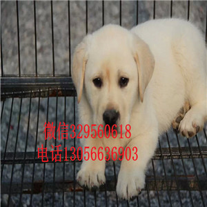 焦作哪里卖拉布拉多多少钱一只精品拉布拉多赛