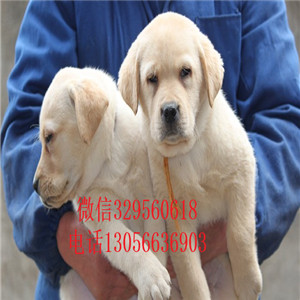 承德市哪里卖拉布拉多多少钱一只精品拉布拉多