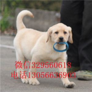 江门哪里卖拉布拉多多少钱一只纯种拉布拉多忠