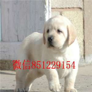 武汉出售健康纯种拉布拉多大骨架大头拉布拉多 签质保