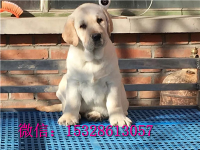 滨州哪里有卖拉布拉多健康拉布拉多多少钱拉布拉多幼犬图片可送用品