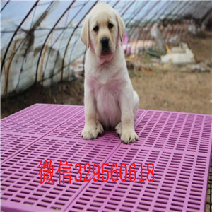  哪里能买到纯种拉布拉多犬拉不拉多多少钱一