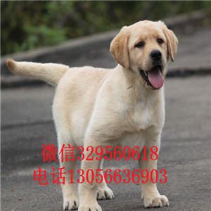  佳木斯哪里能买到纯种拉布拉多犬拉不拉多多少钱一只纯种双血统拉布拉多白色拉布拉多犬