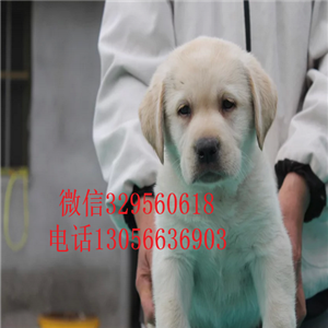  松原哪里有犬舍出售纯种拉布拉多拉布拉多犬