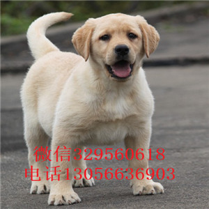  佳木斯哪里能买到纯种拉布拉多犬拉不拉多多少钱一只纯种双血统拉布拉多白色拉布拉多犬