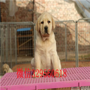 林芝 哪里能买到纯种拉布拉多犬拉布拉多犬双血统大骨架疫苗齐全的拉布拉多白色拉布拉多犬