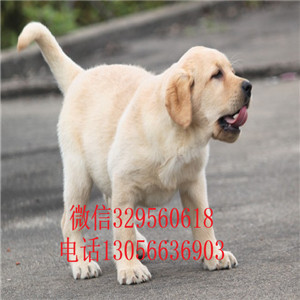  佳木斯哪里能买到纯种拉布拉多犬拉不拉多多