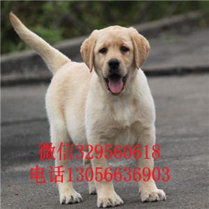  佳木斯哪里能买到纯种拉布拉多犬拉不拉多多少钱一只纯种双血统拉布拉多白色拉布拉多犬