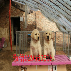 济南出售纯种拉布拉多拉布拉多犬双血统大骨架