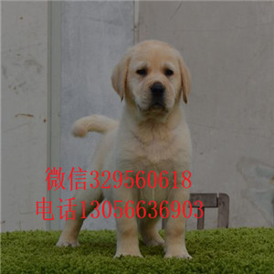  舟山哪里能买到纯种拉布拉多犬黄色拉布拉多