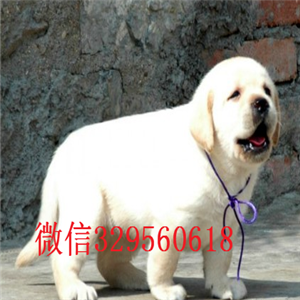   上海南汇区哪里卖拉布拉多上海南汇区拉布拉