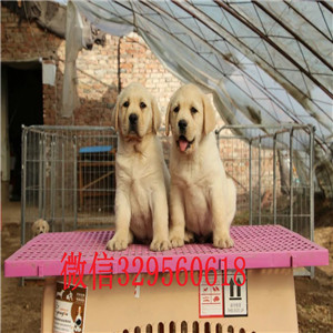 林芝 哪里能买到纯种拉布拉多犬拉布拉多犬双血统大骨架疫苗齐全的拉布拉多白色拉布拉多犬
