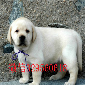 吉林哪里卖拉布拉多拉布拉多幼犬多少钱拉布拉