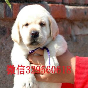 济南哪里卖拉布拉多拉布拉多幼犬多少钱拉布拉