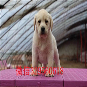 铁岭出售纯种拉布拉多拉布拉多幼犬多少钱拉布拉多幼犬多少钱专业繁殖拉布拉多犬白色拉布拉多