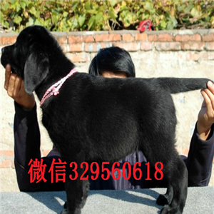 绥化出售纯种拉布拉多拉布拉多多少钱一只拉布拉多幼犬多少钱拉布拉多狗场黑色拉布拉多