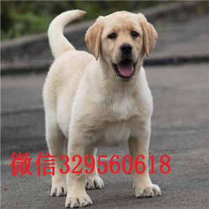 青岛出售纯种拉布拉多拉布拉多价格拉布拉多价格拉布拉多狗场黑色拉布拉多