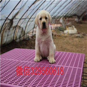 铁岭出售纯种拉布拉多拉布拉多幼犬多少钱拉布拉多幼犬多少钱专业繁殖拉布拉多犬白色拉布拉多