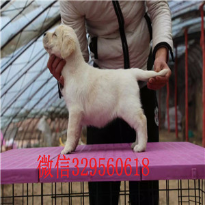 怒江出售纯种拉布拉多双血统拉布拉多出售拉布