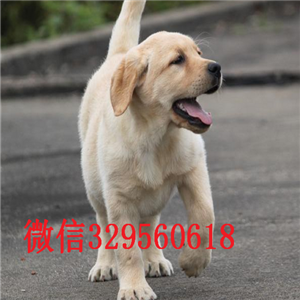 青岛出售纯种拉布拉多拉布拉多价格拉布拉多价格拉布拉多狗场黑色拉布拉多