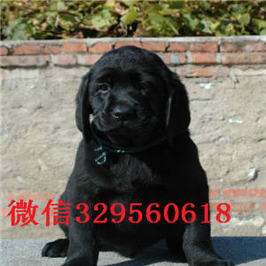 绥化出售纯种拉布拉多拉布拉多多少钱一只拉布拉多幼犬多少钱拉布拉多狗场黑色拉布拉多