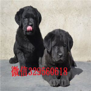 昌吉哪里卖拉布拉多拉布拉多幼犬多少钱拉布拉