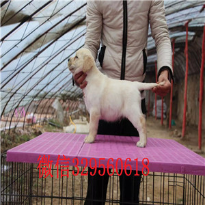 铁岭出售纯种拉布拉多拉布拉多幼犬多少钱拉布