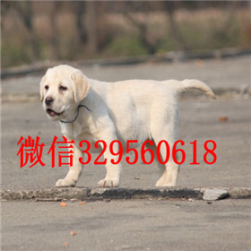  青岛哪里有纯种拉布拉多卖黑色拉布拉多拉布