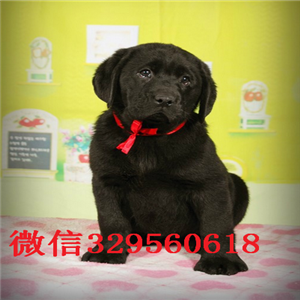 黑河出售纯种拉布拉多双血统拉布拉多出售拉布