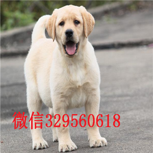 信阳出售纯种拉布拉多拉布拉多多少钱一只拉布
