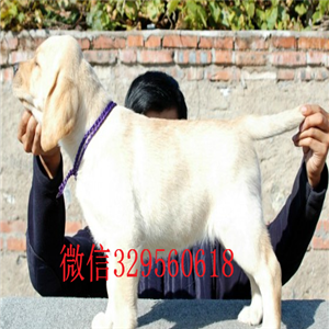 绥化出售纯种拉布拉多拉布拉多多少钱一只拉布拉多幼犬多少钱拉布拉多狗场黑色拉布拉多