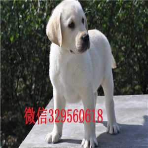 青岛出售纯种拉布拉多拉布拉多价格拉布拉多价格拉布拉多狗场黑色拉布拉多