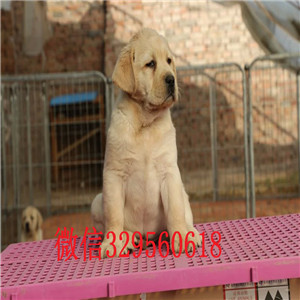 盘锦哪里能买到纯种拉布拉多拉布拉多幼犬多少钱拉布拉多幼犬多少钱拉布拉多狗场白色拉布拉多